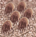 closeup photo of dust mites